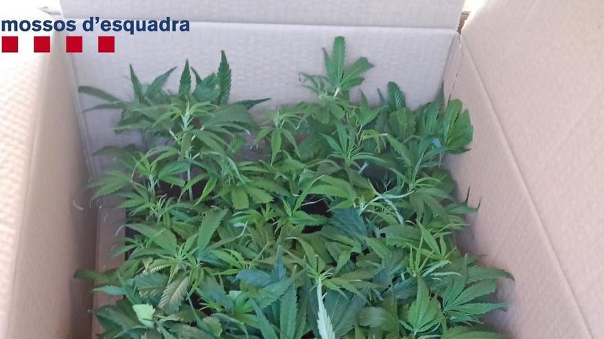 Detingut a Figueres per conduir drogat, parlant pel mòbil i amb 1.768 esqueixos de marihuana