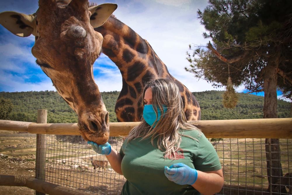 Un safari al límite por el coronavirus