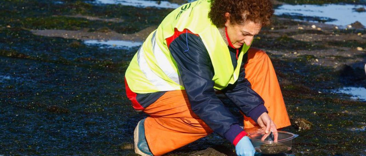 Una experta del CSIC recoge muestras de los sedimentos existentes en diferentes  zonas de los parques de  cultivo de Carril. |   // IÑAKI ABELLA