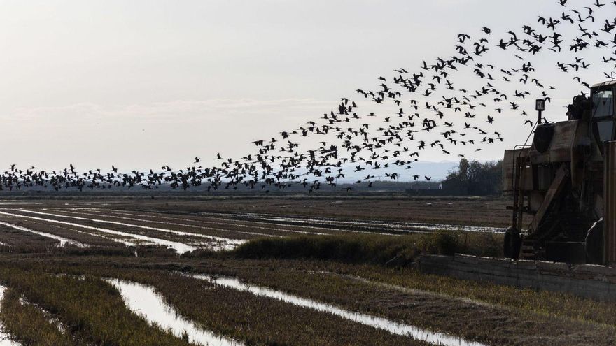 Miles de 'picatorts' llenan con su ballet el cielo de l’Albufera