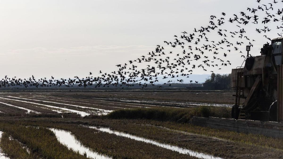 Una bandada de «picatorts» sobrevuela uno de los campos inundados de l’Albufera . germán caballero