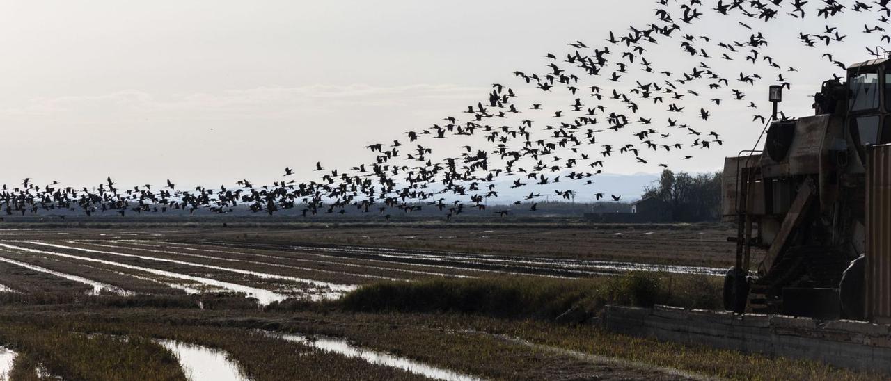 Una bandada de «picatorts» 
sobrevuela uno de los 
campos inundados de 
l’Albufera . germán caballero