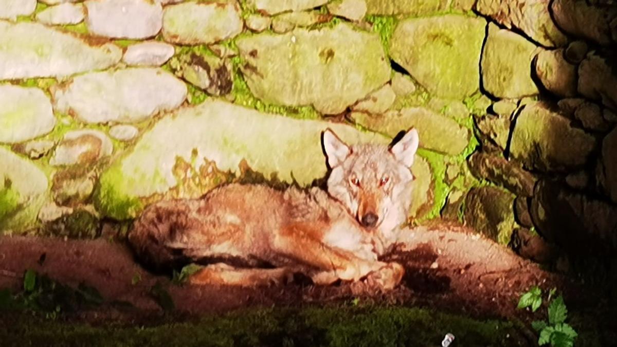 El lobo, dentro de una casa abandonada en Cuntis.