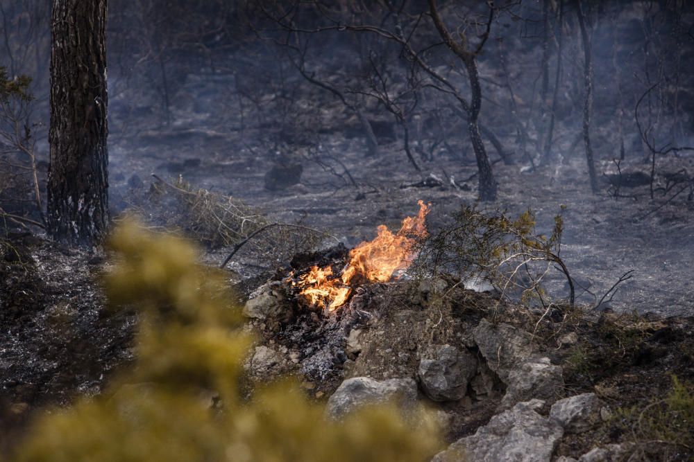 Alarma por un incendio forestal junto a la autopista de Llucmajor