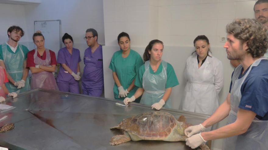 La forma més directa de conéixer les tortugues de l&#039;Oceanogràfic