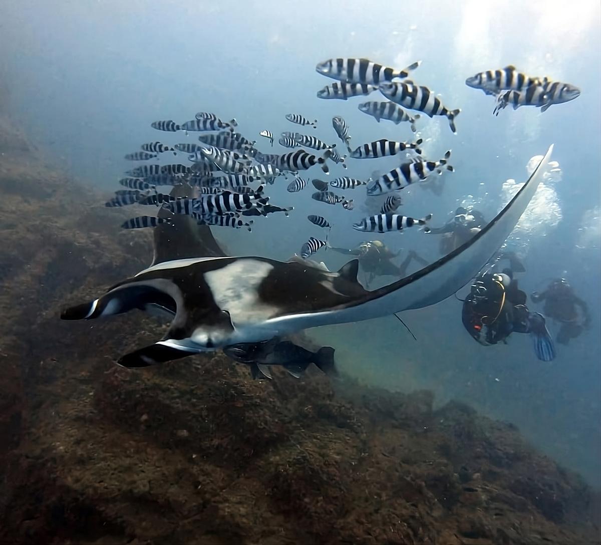 Un ejemplar de Mobula birostris observado el 6 de septiembre de 2023 en las proximidades de Cabo Tiñoso.