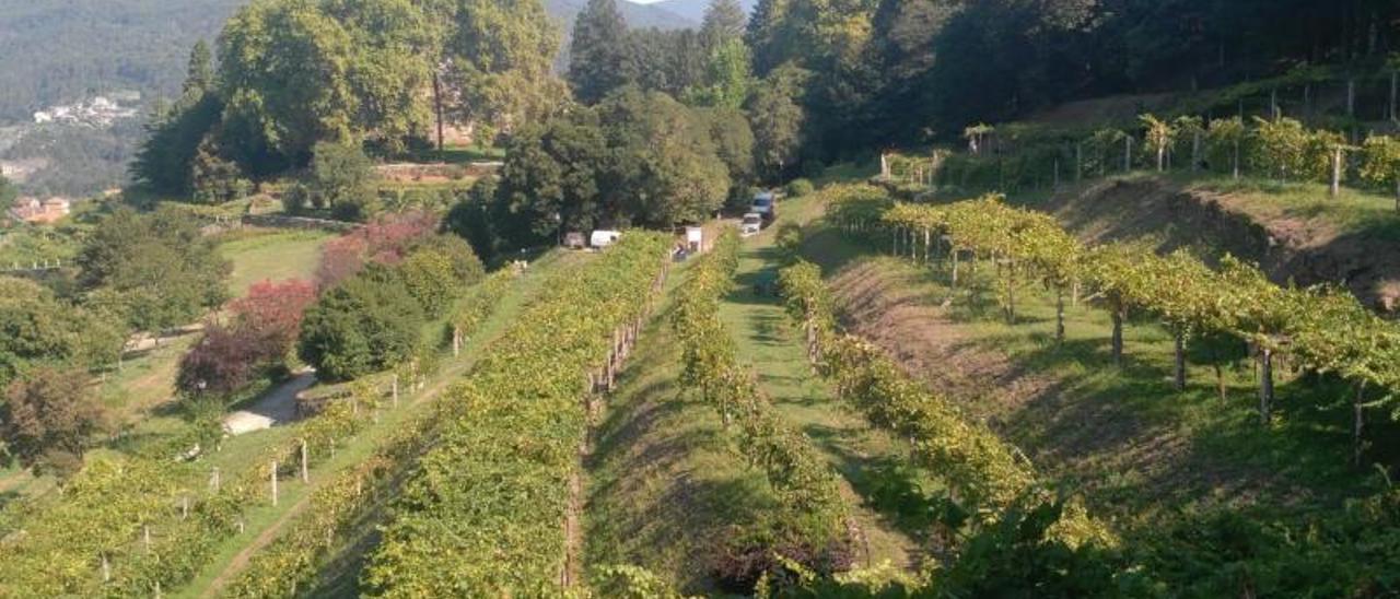 Vista de la plantación de albariño de la finca de Soutomaior. |   // CEDIDA