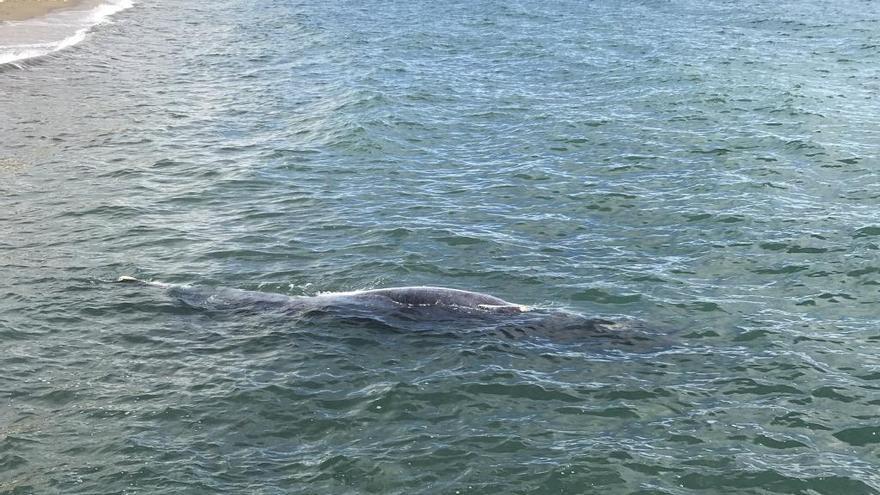 Hallan el cuerpo de una cría de ballena varada en las playas de El Palo