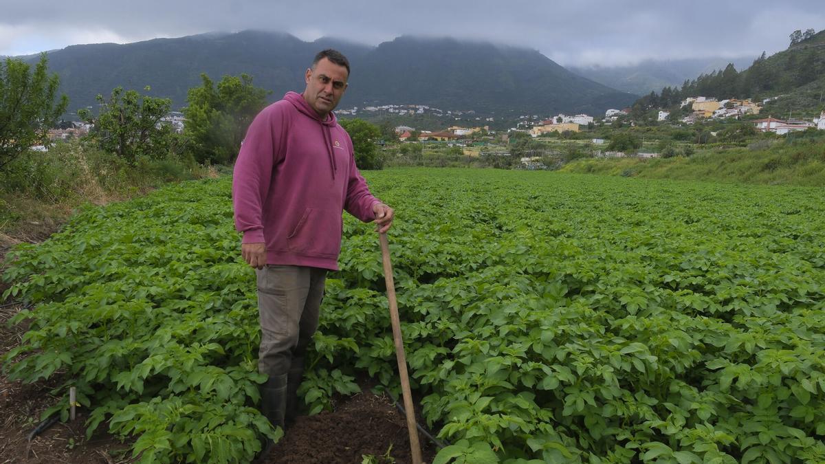 Mario Benítez, agricultor en Valsequillo: «El 98% del millo para el gofio en Gran Canaria viene de Argentina»