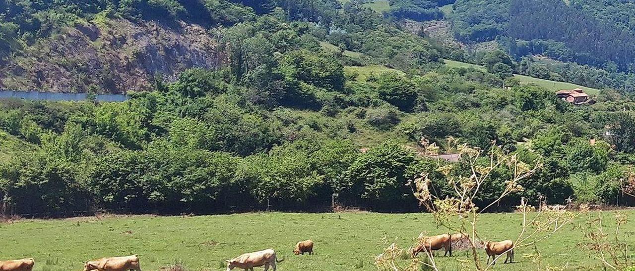 Varios ejemplares de asturiana de los valles pastando en Doriga (Salas).