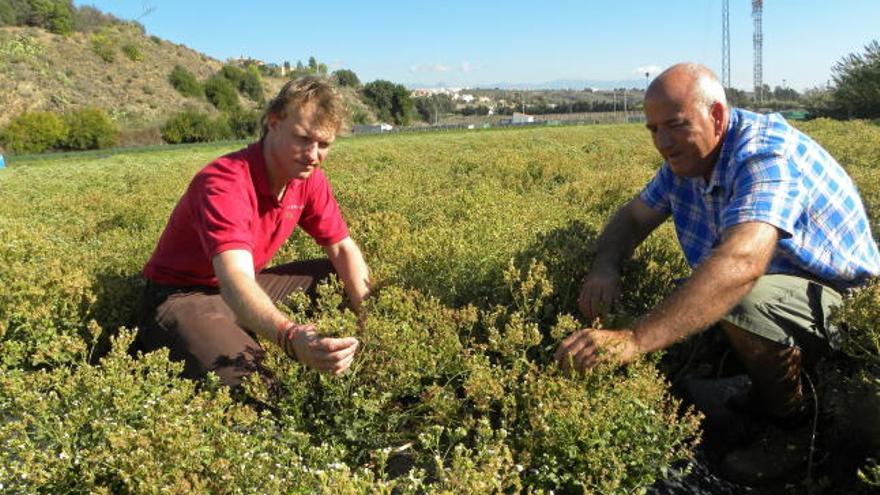 El presidente y el vicepresidente de la Asociación de Productores y Comercializadores de Stevia de la Costa del Sol-Axarquía, Leovigildo Martín (d) y Peter Knacke respectivamente, inspeccionan un cultivo de Stevia.