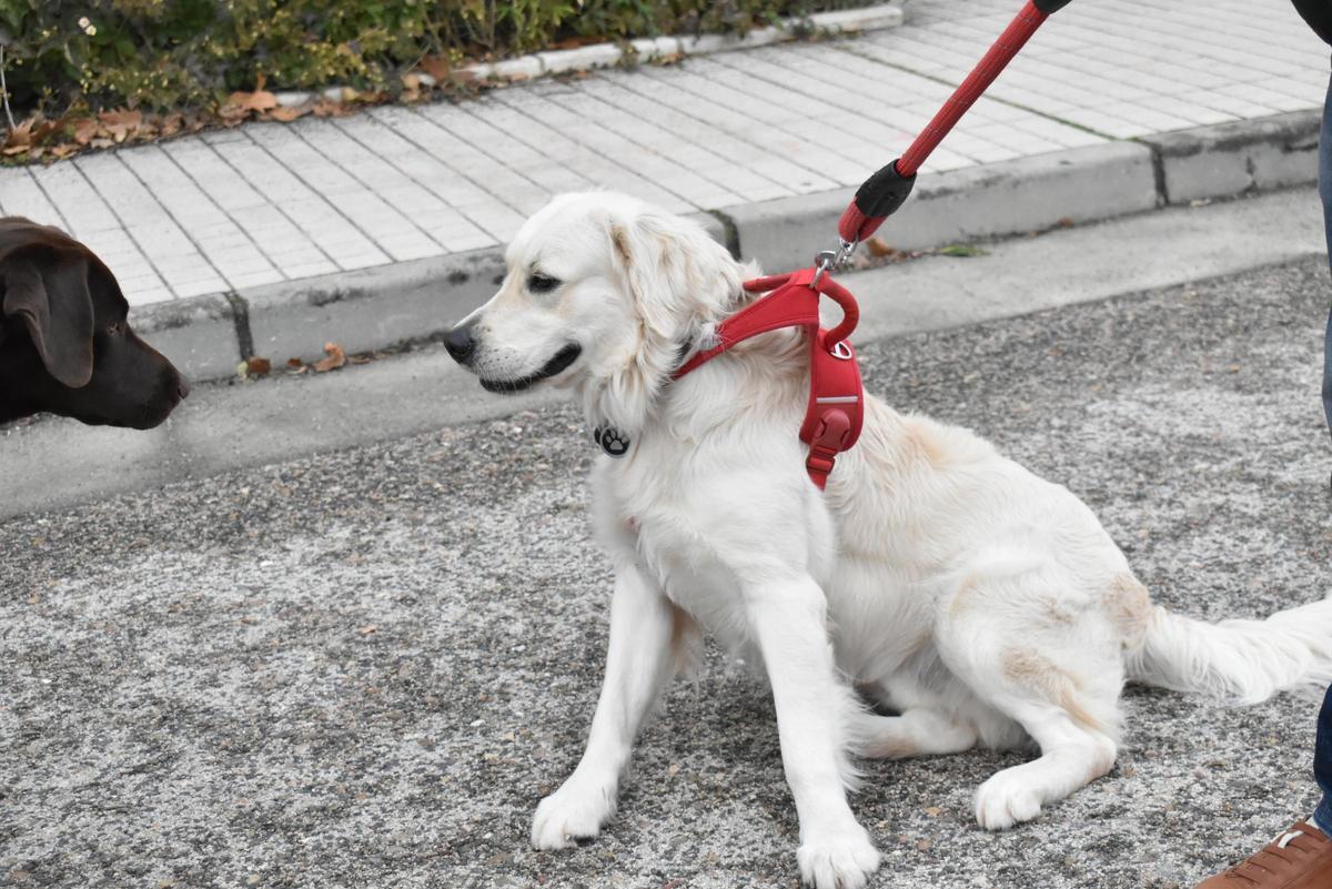 Fotogalería | Así ha sido la celebración de San Antón en el colegio San Antonio de Cáceres