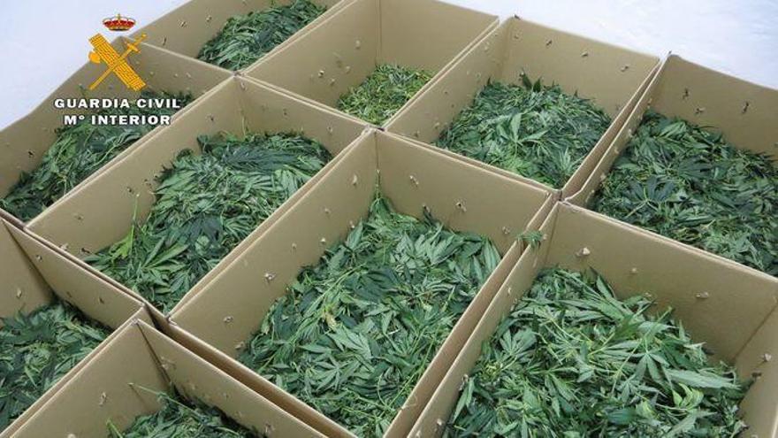 Parte de las 882 plantas de cannabis sativa incautadas.