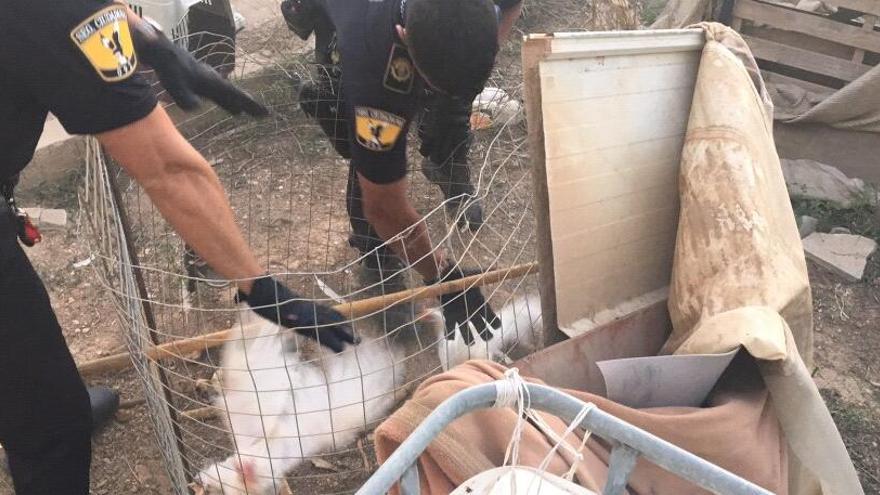 Los agentes recogen los gallos de pelea para trasladarlos a la protectora