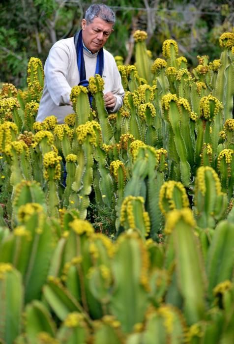 01/03/2019 MONTAÑA LOS VELEZ, AGÜIMES. Plantas para exportación de Viveros El Rosal. SANTI BLANCO