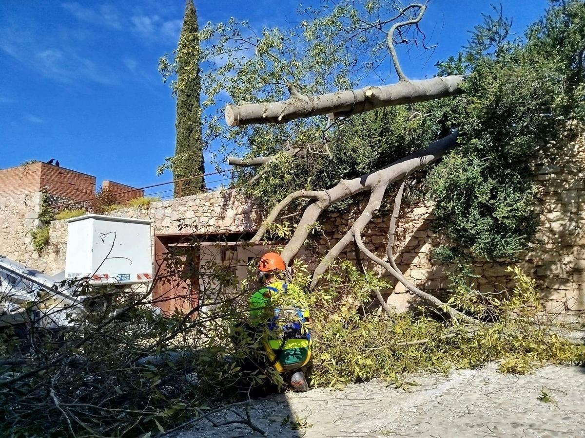 Un arbre caigut al jardí dels Alemanys pel fort vent de diumenge.