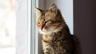 Carlos Gutiérrez, veterinario: “Los gatos están programados para defender su territorio, pero no todos son igual de territoriales”