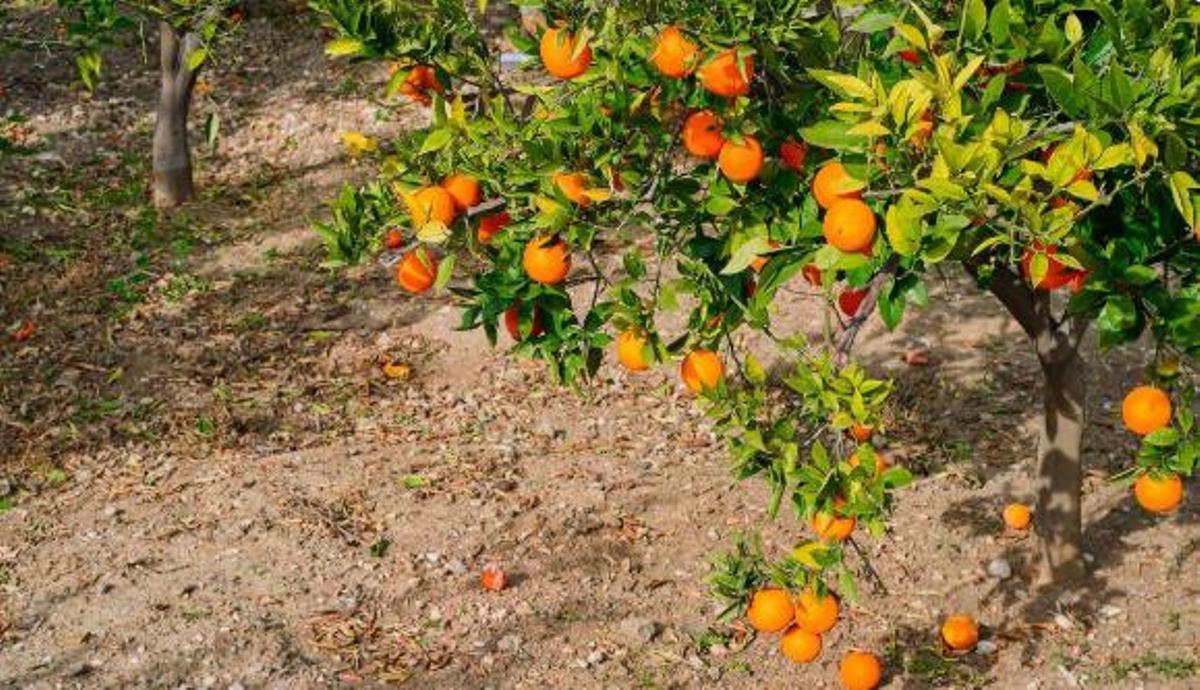 La clau per millorar el clima: els tarongers