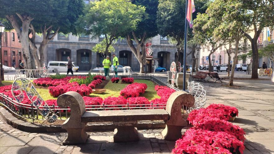 Un total de 10.000 flores de pascua transforman La Laguna en un jardín navideño