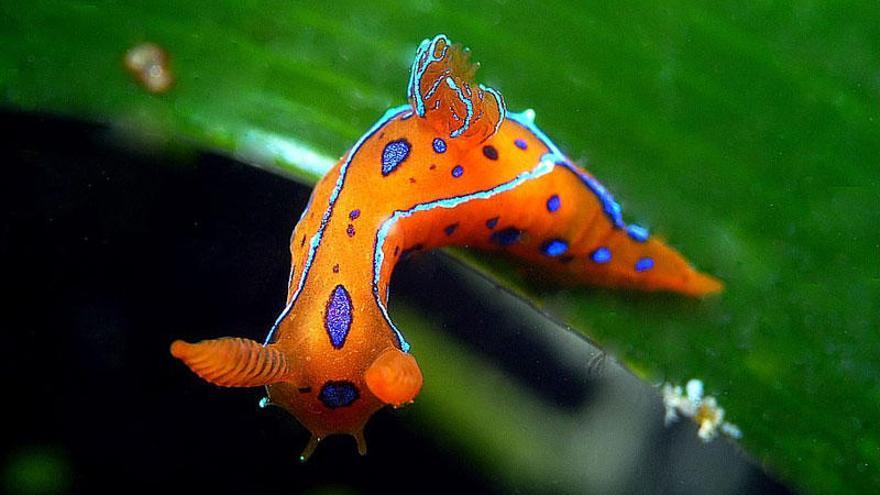 Un exemplar de &#039;Polycera elegans&#039;.