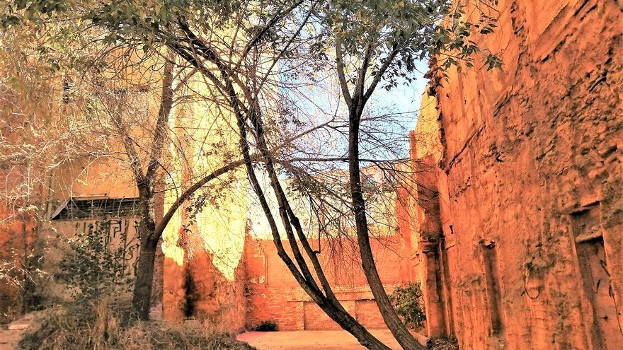 Curiós arbre a la Muralla de Sant Francesc de Manresa.