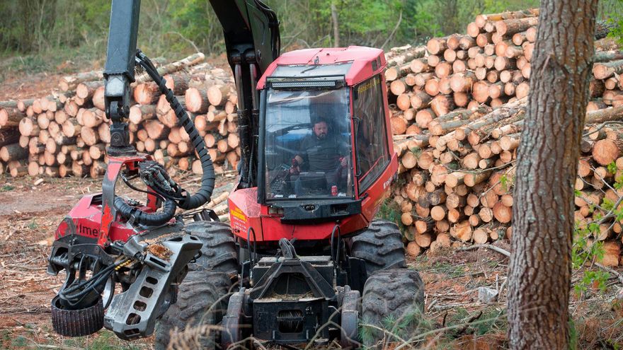El eucalipto suma 430.000 hectáreas a seis meses de expirar su moratoria
