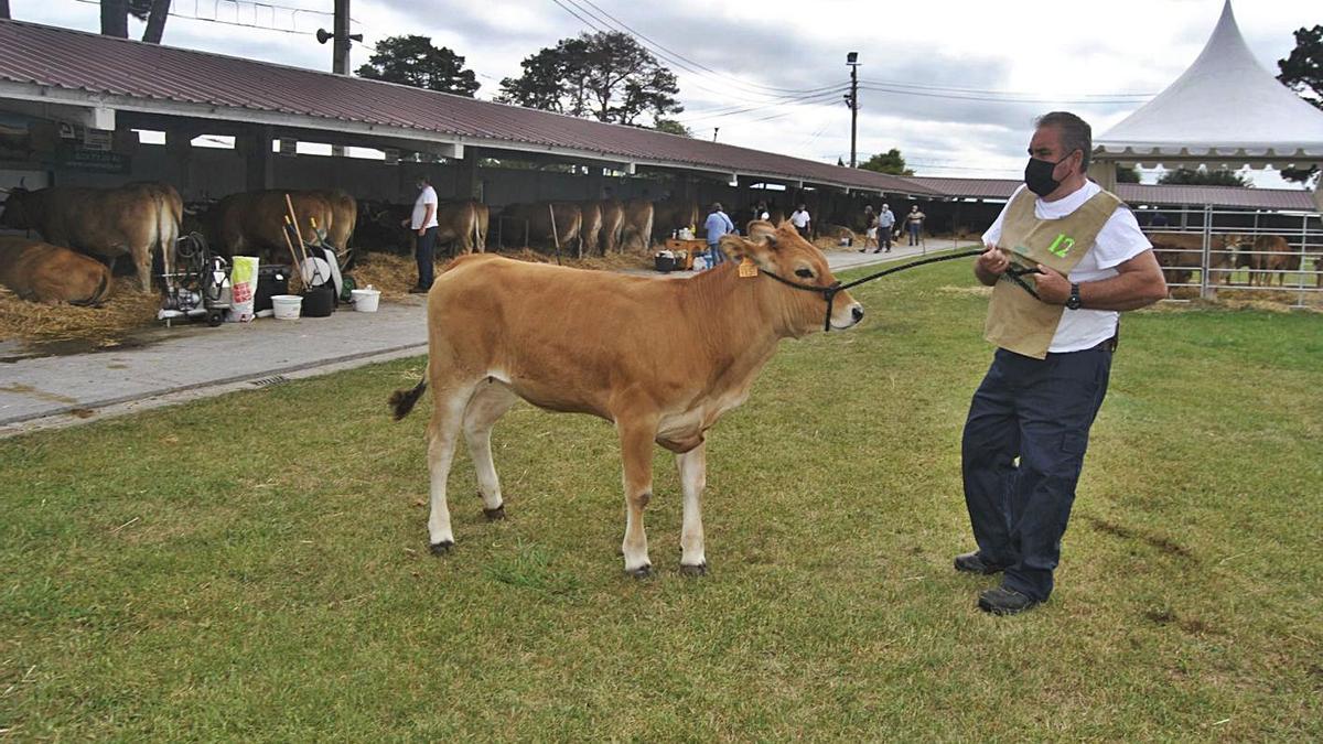 Un ganadero tira de una de sus reses en el arranque del concurso de ganado, en Llanera. | A. I. 