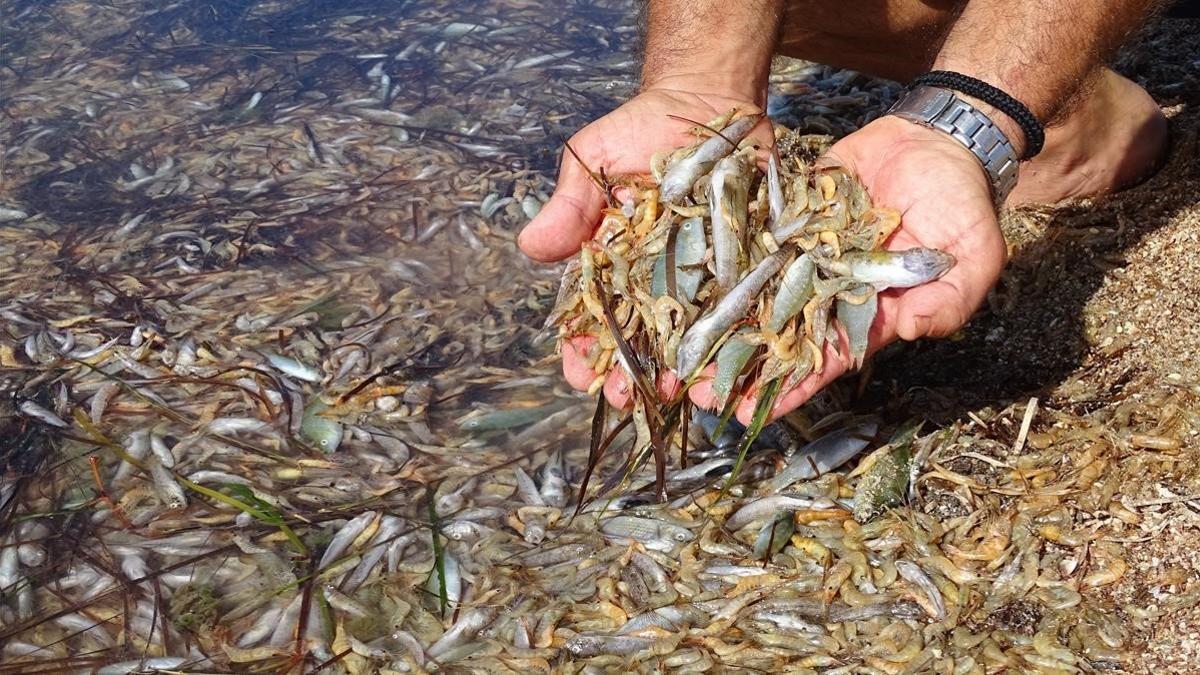 zentauroepp50413737 13 10 2019 peces muertos en el mar menor  sociedad espa a eu191016170057