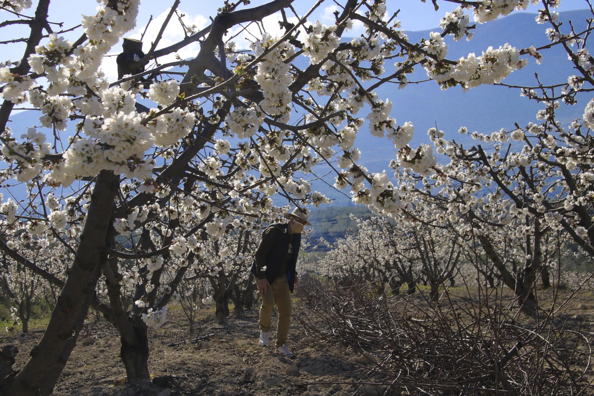 Cerezos en flor en Planes