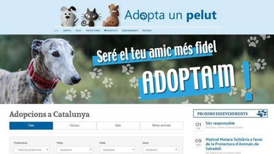 «Adopta un pelut», una iniciativa de l&#039;edició digital de Regió7