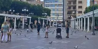 Las palomas invaden la plaza Mayor de Alzira
