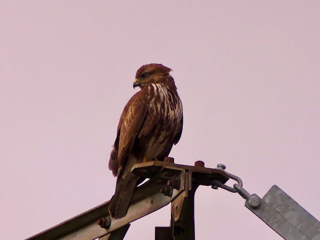 Águila ratonera.