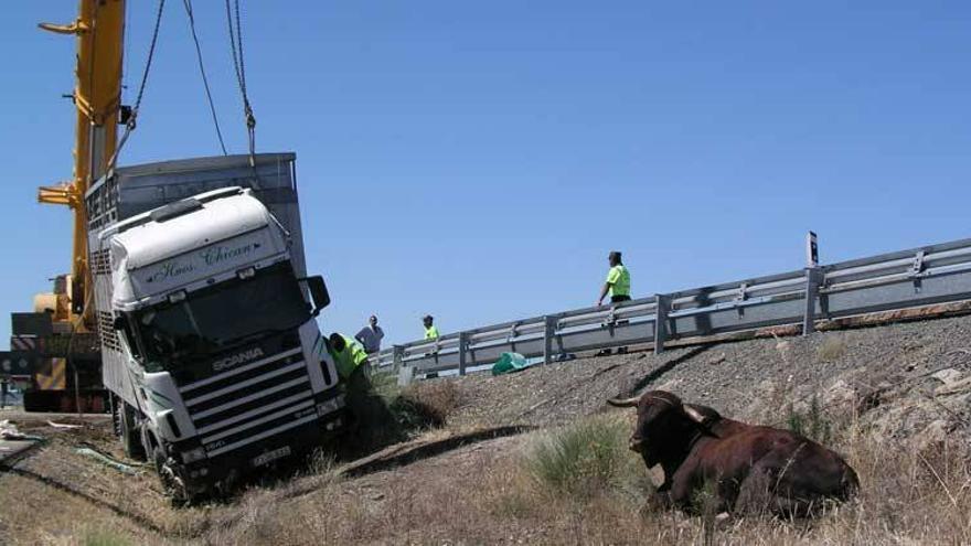 Un trailer cargado de toros y vacas vuelca en Torrejoncillo