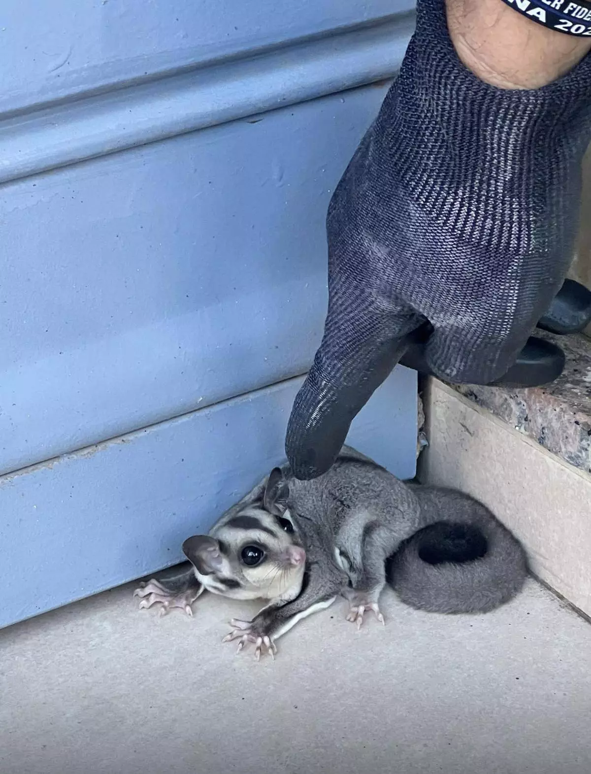 Aparece un 'petauro del azúcar' en las calles de Benetússer