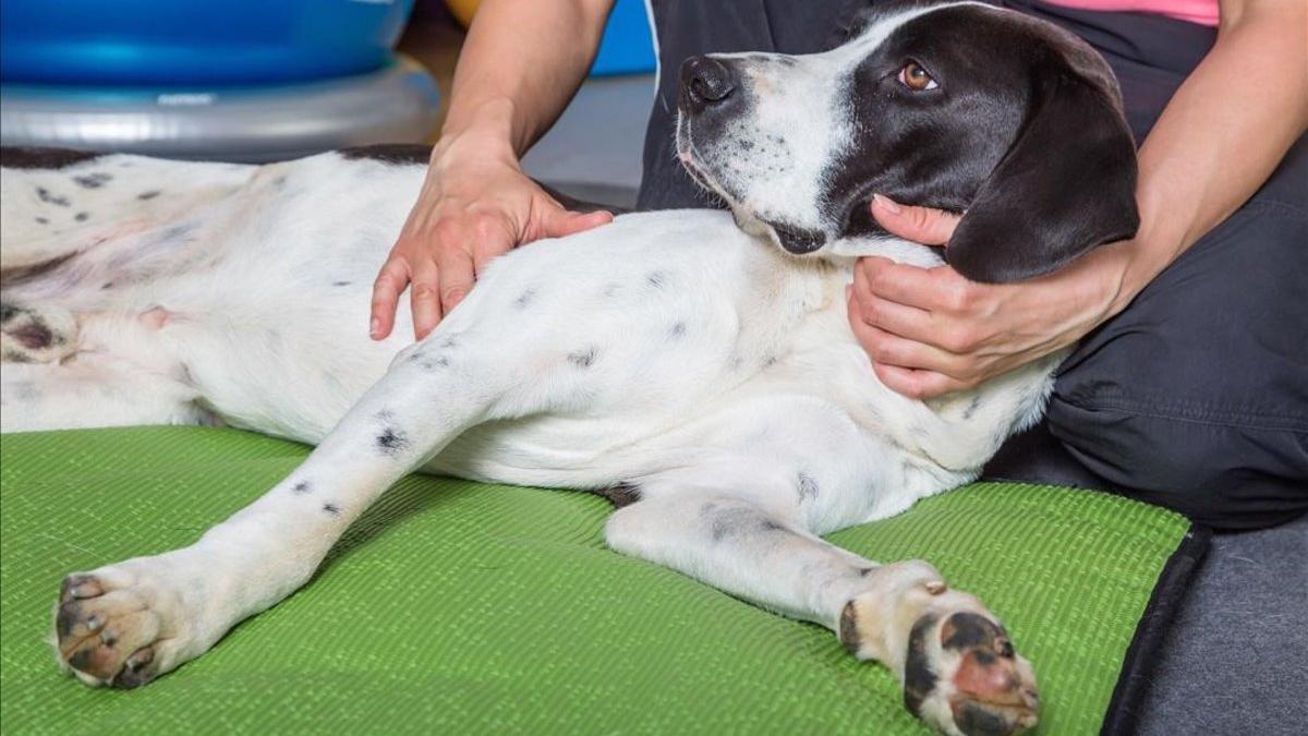 Un perro en una consulta veterinaria.