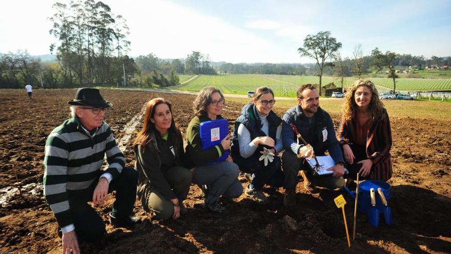 Mar de Frades y el CSIC plantan tres tipos minoritarios y desconocidos de uva blanca