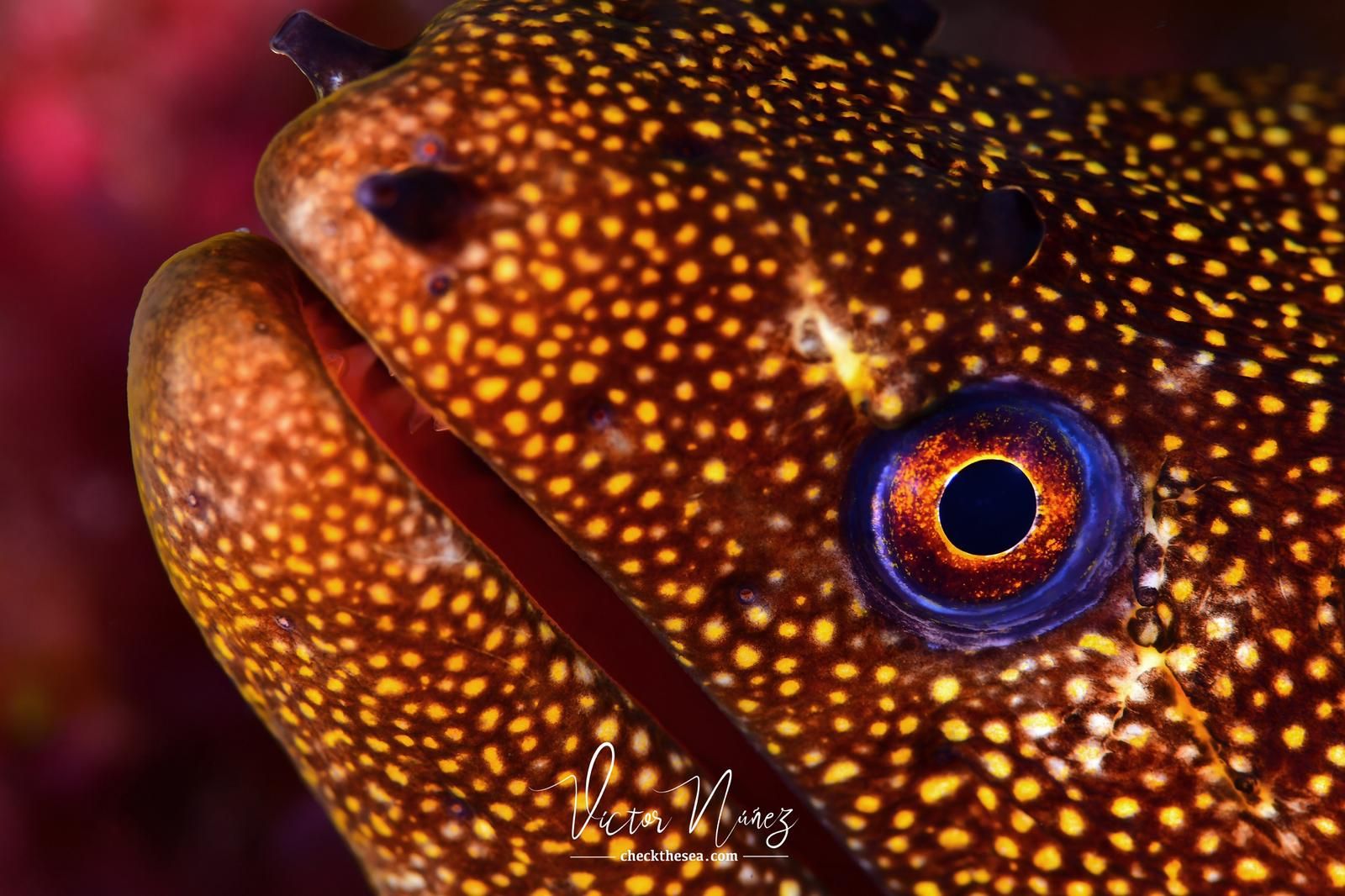 Imágenes del Campeonato de Foto Submarina de El Hierro