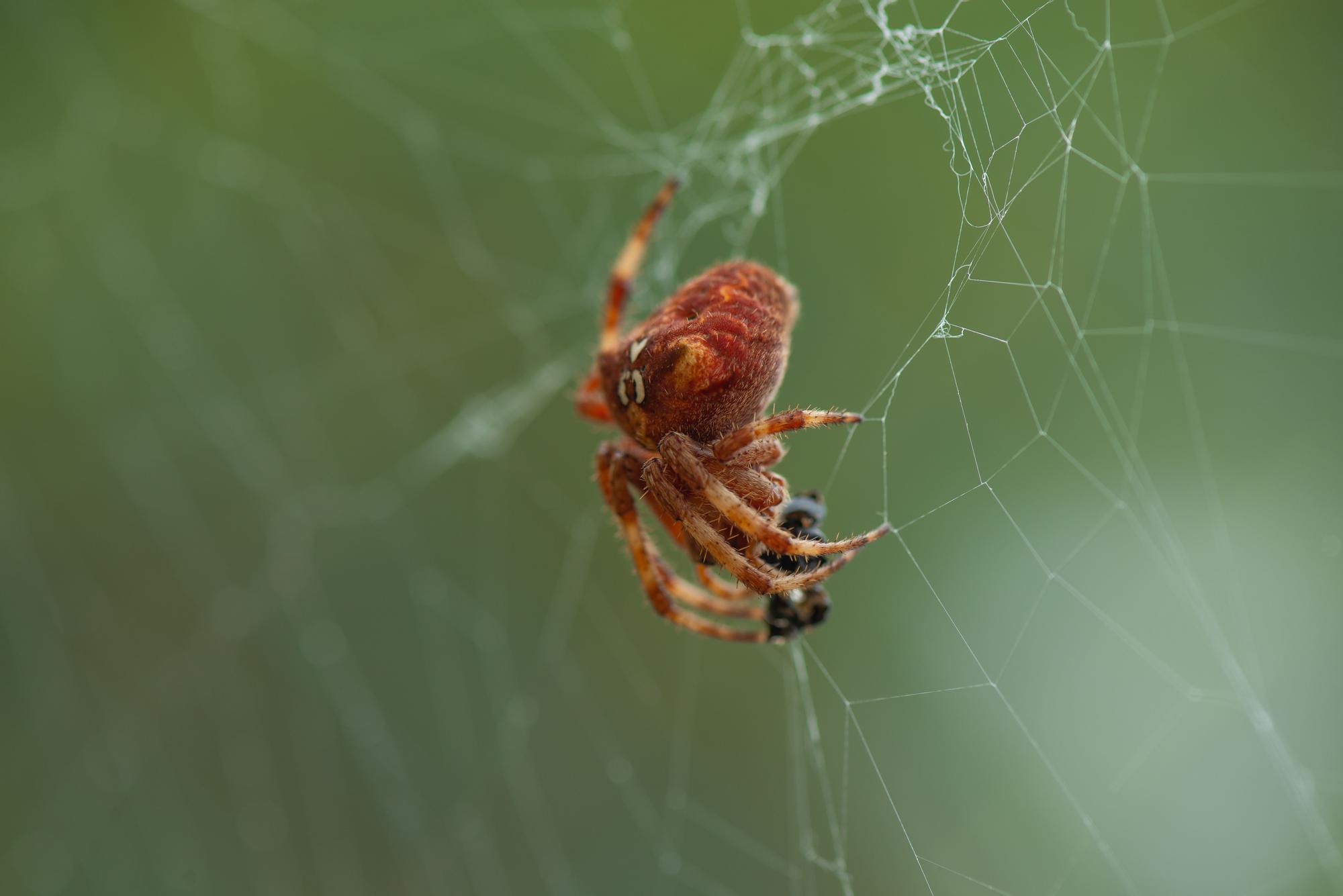 Un ejemplar especialmente rojizo de Araneus angulatus.