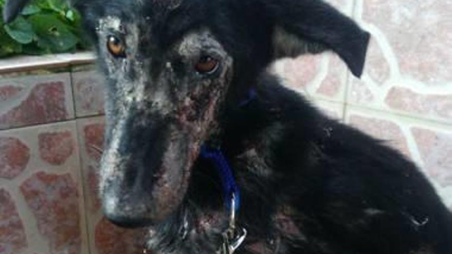 Fallece la perra con graves dolencias   que rescató la protectora de Alzira