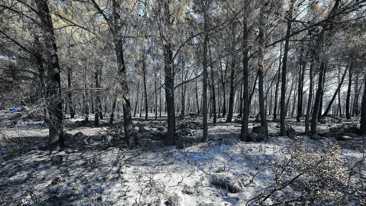 La devastació generada per l’incendi de Bejís l’any 2022 ha mobilitzat a la societat civil.