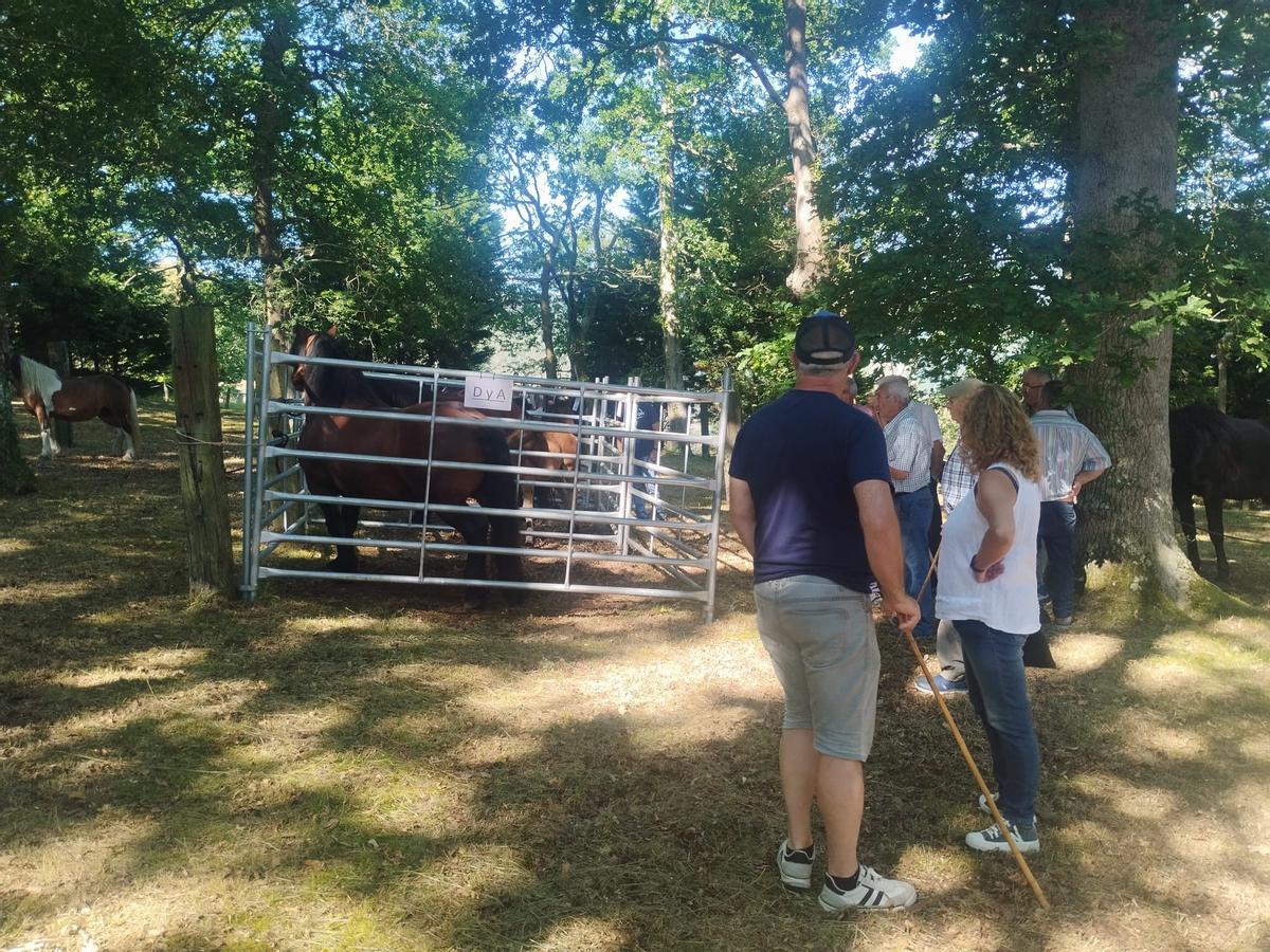 La feria sin vacas de San Pedro de Mallecina, en Salas, en imágenes