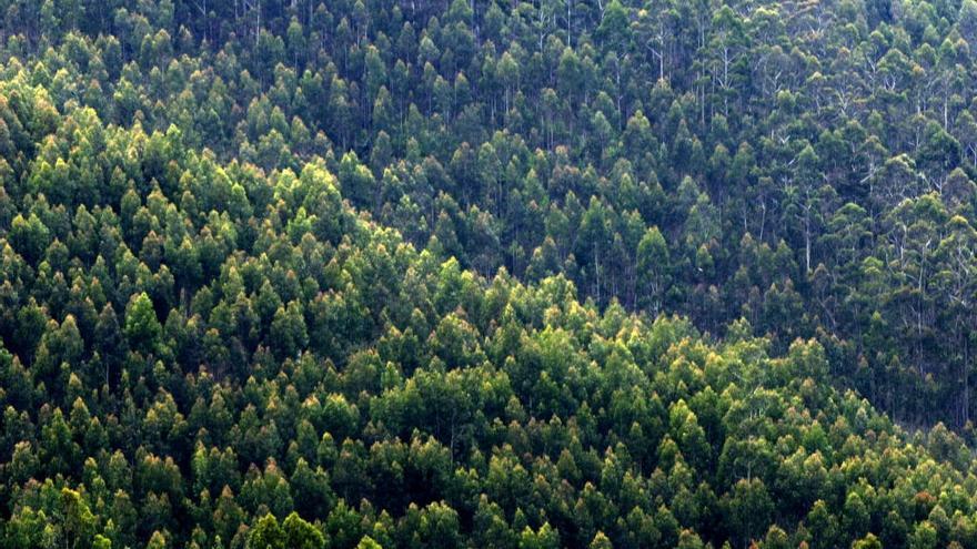 Bosque de eucaliptos en Galicia // Aguete