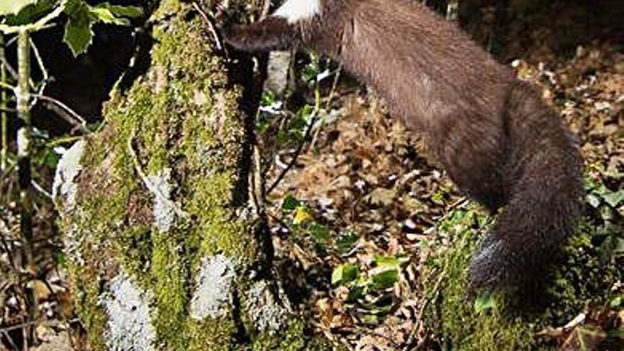 Garduña apoyada al tronco de un árbol.