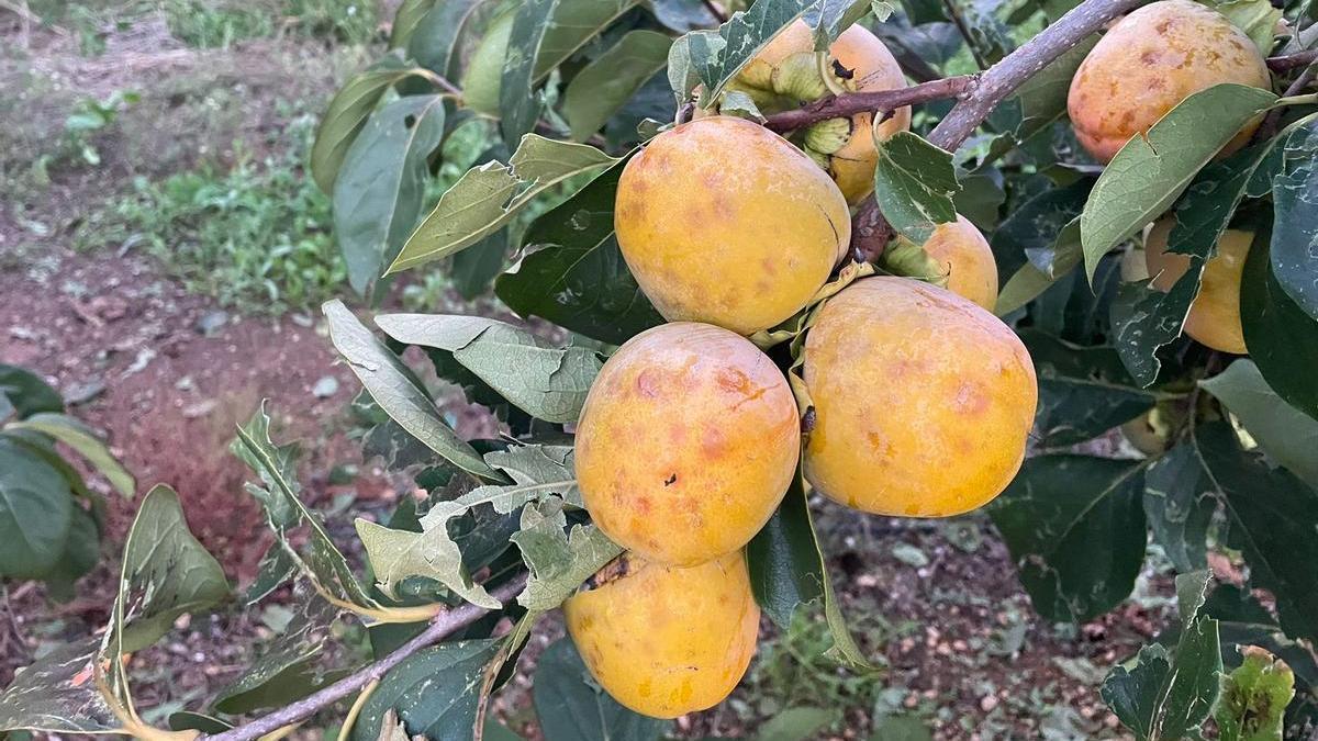 Caquis con múltiples marcas provocadas por el impacto del granizo en un campo de Carlet.