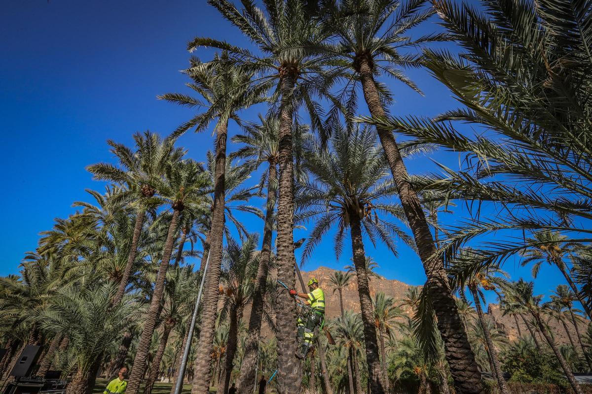 El Palmeral de Orihuela está declarado Bien de Interés Cultural