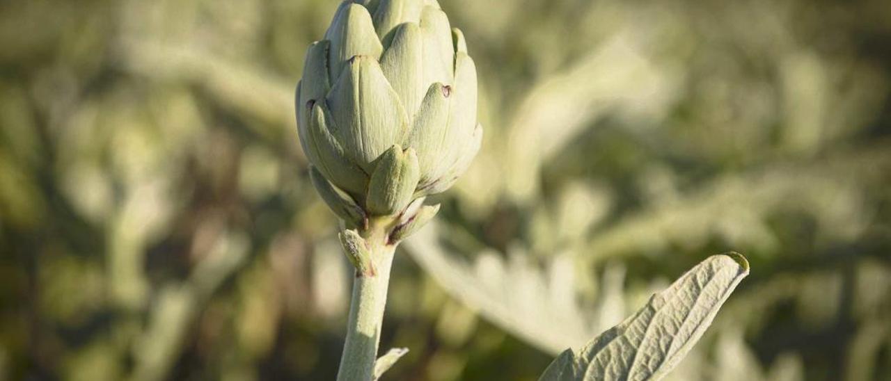 La alcachofa, una flor para el paladar - Diario de Mallorca