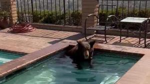 El vídeo de un oso en una piscina de California