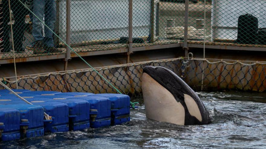 La 'cárcel de ballenas' rusa comenzará a liberar a los cetáceos en junio