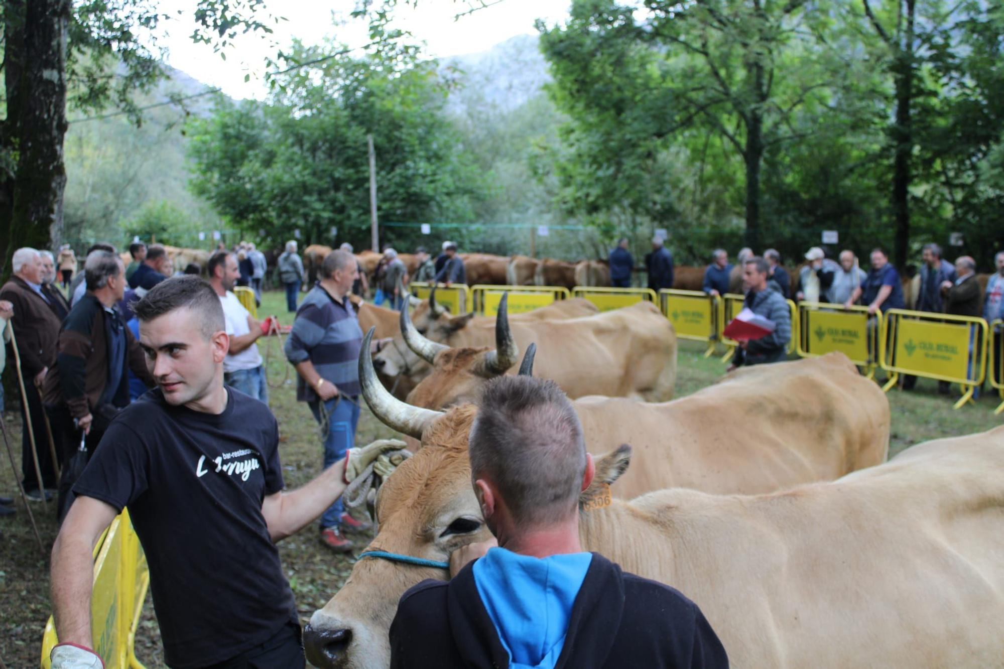 La feria de ganado de Sobrescobio vuelve con 536 animales tras dos años de parón por la pandemia