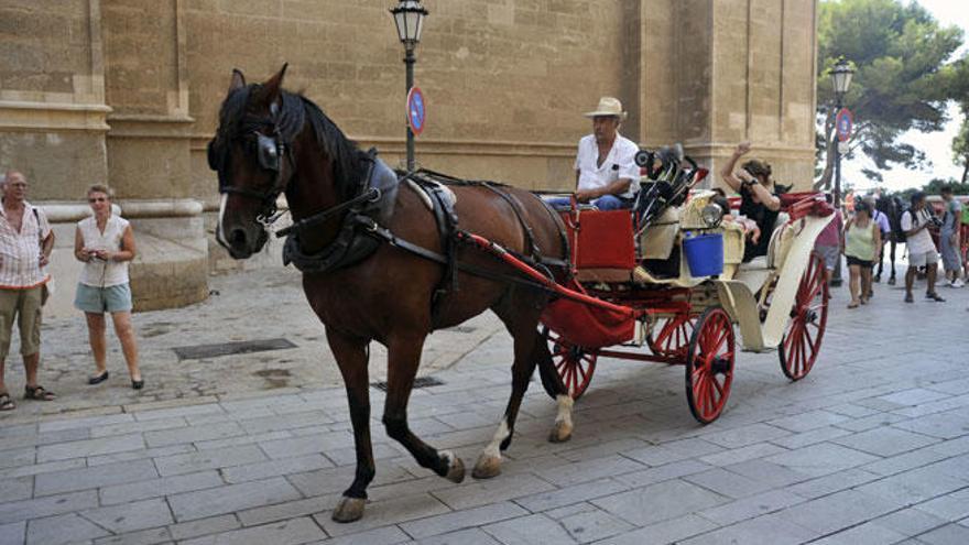 AnimaNaturalis iniciará este jueves acciones a pie de calle contra &quot;la explotación de los caballos de las galeras&quot;